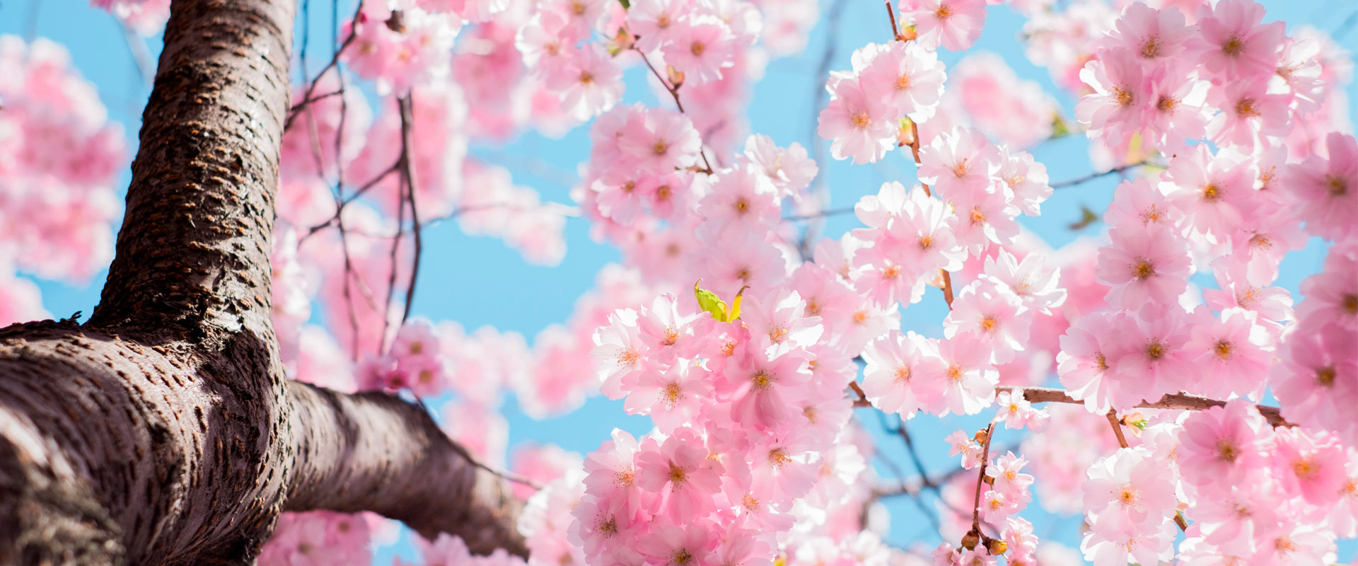Los 29 mejores refranes de la primavera